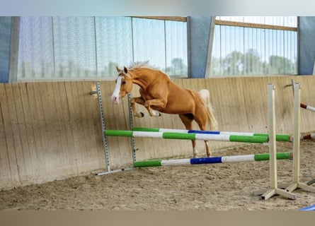 Niemiecki kuc wierzchowy, Klacz, 6 lat, 140 cm, Izabelowata
