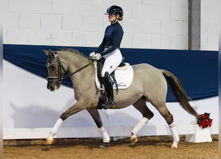 Niemiecki kuc wierzchowy, Klacz, 6 lat, 142 cm, Bułana