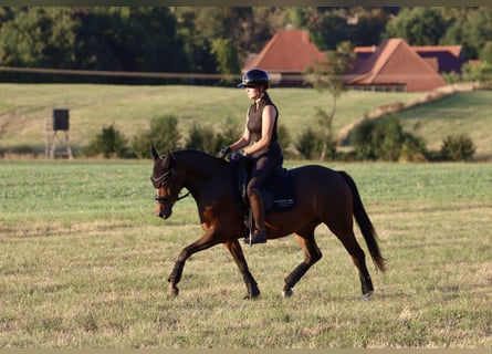 Niemiecki kuc wierzchowy, Klacz, 6 lat, 142 cm, Gniada