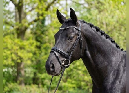 Niemiecki kuc wierzchowy, Klacz, 6 lat, 142 cm, Skarogniada