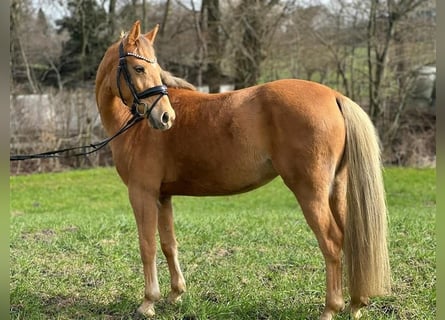 Niemiecki kuc wierzchowy, Klacz, 6 lat, 143 cm, Bułana