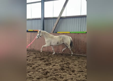 Niemiecki kuc wierzchowy, Klacz, 6 lat, 146 cm, Cremello
