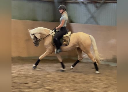 Niemiecki kuc wierzchowy, Klacz, 6 lat, 147 cm, Izabelowata