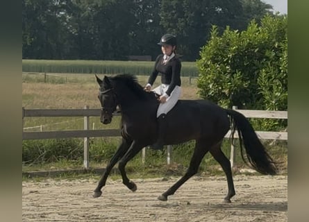 Niemiecki kuc wierzchowy, Klacz, 6 lat, 148 cm, Kara