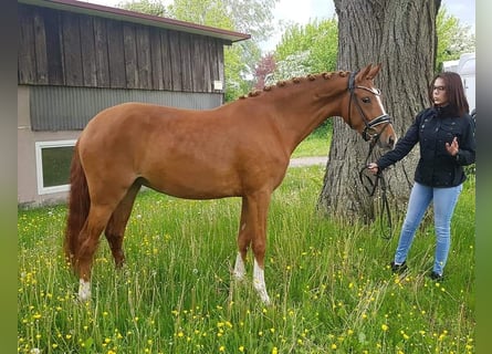 Niemiecki kuc wierzchowy, Klacz, 6 lat, 148 cm, Kasztanowata