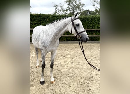 Niemiecki kuc wierzchowy, Klacz, 6 lat, 148 cm, Siwa