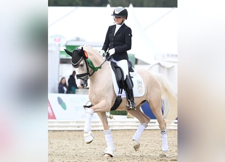 Niemiecki kuc wierzchowy, Klacz, 6 lat, 153 cm, Izabelowata