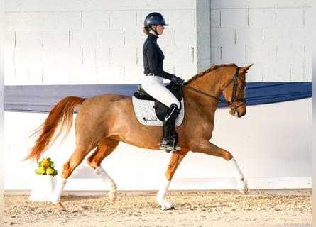 Niemiecki kuc wierzchowy, Klacz, 6 lat, 155 cm, Kasztanowata