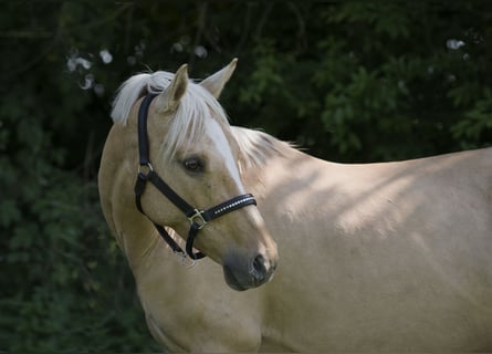Niemiecki kuc wierzchowy, Klacz, 7 lat, 142 cm, Izabelowata