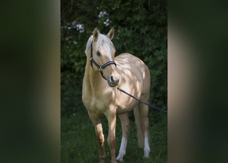 Niemiecki kuc wierzchowy, Klacz, 7 lat, 142 cm, Izabelowata