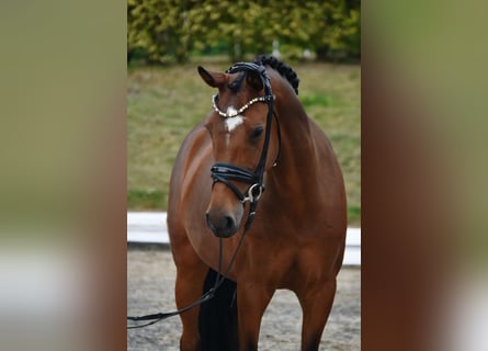 Niemiecki kuc wierzchowy, Klacz, 7 lat, 146 cm, Gniada