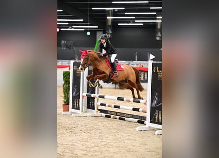 Niemiecki kuc wierzchowy, Klacz, 7 lat, 148 cm, Kasztanowata