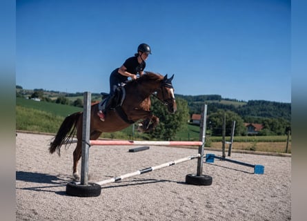 Niemiecki kuc wierzchowy, Klacz, 7 lat, 153 cm, Kasztanowata