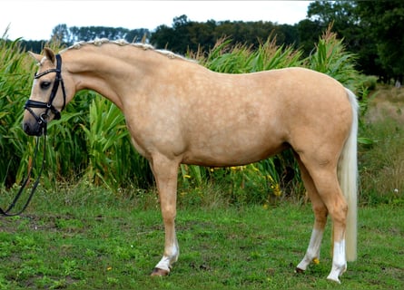 Niemiecki kuc wierzchowy, Klacz, 8 lat, 143 cm, Izabelowata