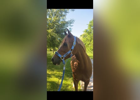 Niemiecki kuc wierzchowy, Klacz, 8 lat, 145 cm, Ciemnokasztanowata