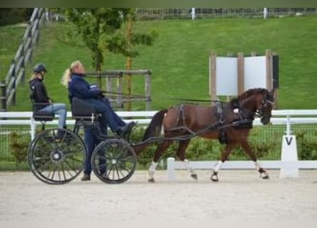 Niemiecki kuc wierzchowy, Klacz, 8 lat, 145 cm, Ciemnokasztanowata