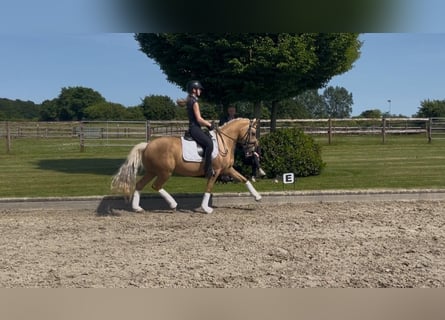 Niemiecki kuc wierzchowy, Klacz, 8 lat, 145 cm, Izabelowata