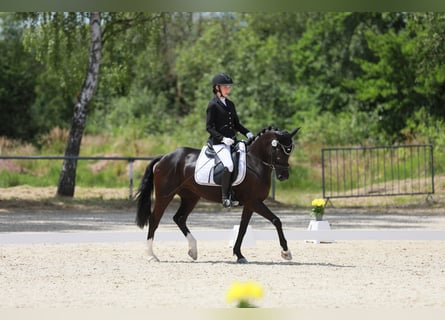 Niemiecki kuc wierzchowy, Klacz, 8 lat, 146 cm, Kara