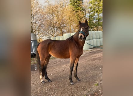 Niemiecki kuc wierzchowy, Klacz, 8 lat, 150 cm, Gniada