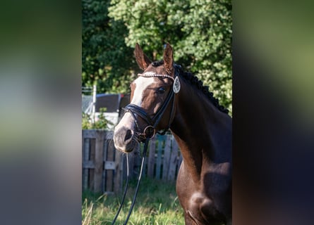 Niemiecki kuc wierzchowy, Klacz, 8 lat, 153 cm, Skarogniada