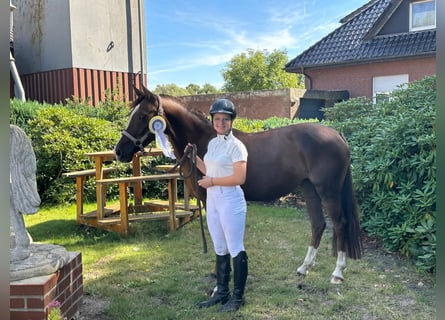 Niemiecki kuc wierzchowy, Klacz, 9 lat, 147 cm, Ciemnokasztanowata