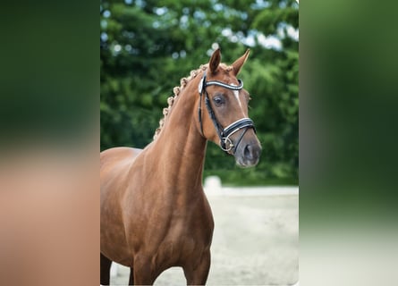 Niemiecki kuc wierzchowy, Klacz, 9 lat, 148 cm, Kasztanowata Niemiecki kuc wierzchowy, Klacz, 9 lat, 148 cm, Kasztanowata