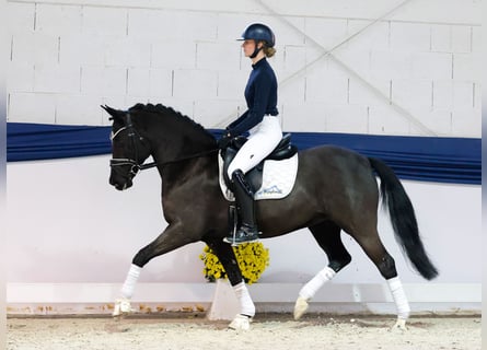 Niemiecki kuc wierzchowy, Klacz, 9 lat, 153 cm, Kara