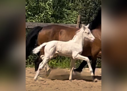 Niemiecki kuc wierzchowy, Klacz, , 148 cm, Cremello