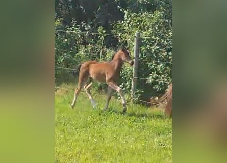 Niemiecki kuc wierzchowy, Klacz, Źrebak (05/2024), 148 cm, Gniada