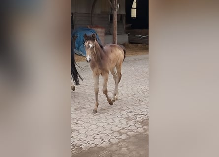 Niemiecki kuc wierzchowy, Klacz, , 155 cm, Jelenia