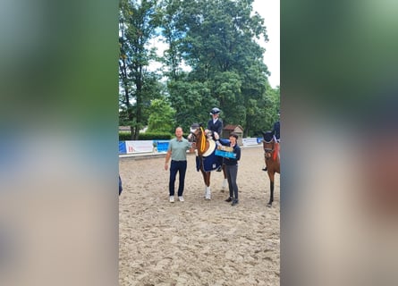 Niemiecki kuc wierzchowy, Ogier, 11 lat, 147 cm, Kasztanowata