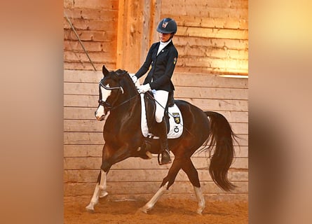 Niemiecki kuc wierzchowy, Ogier, 12 lat, 144 cm, Ciemnogniada