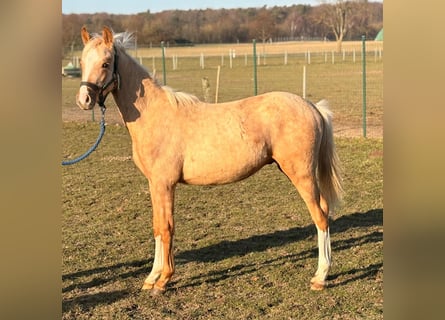 Niemiecki kuc wierzchowy, Ogier, 1 Rok, 145 cm, Izabelowata