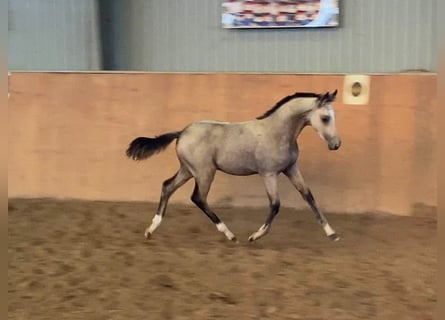 Niemiecki kuc wierzchowy, Ogier, 1 Rok, 148 cm, Jelenia