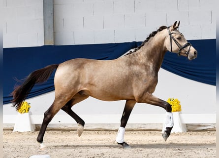 Niemiecki kuc wierzchowy, Ogier, 2 lat, 145 cm, Bułana