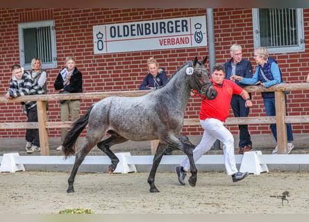 Niemiecki kuc wierzchowy, Ogier, 2 lat, 146 cm, Gniadodereszowata