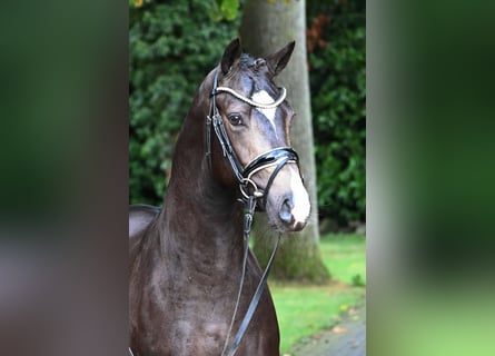Niemiecki kuc wierzchowy, Ogier, 2 lat, 147 cm, Jelenia