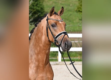 Niemiecki kuc wierzchowy, Ogier, 2 lat, 147 cm, Jelenia