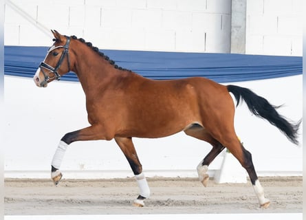 Niemiecki kuc wierzchowy, Ogier, 3 lat, 140 cm, Gniada