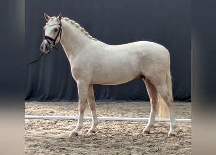 Niemiecki kuc wierzchowy, Ogier, 3 lat, 145 cm, Izabelowata