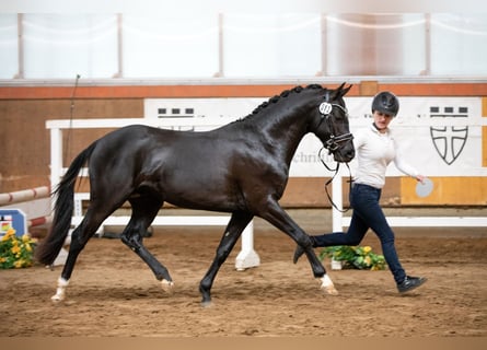 Niemiecki kuc wierzchowy, Ogier, 3 lat, 145 cm, Kara