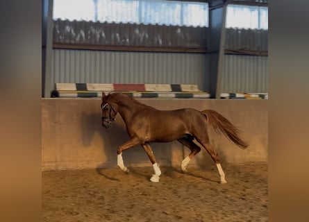 Niemiecki kuc wierzchowy, Ogier, 3 lat, 146 cm, Ciemnokasztanowata