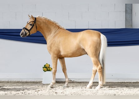 Niemiecki kuc wierzchowy, Ogier, 3 lat, 146 cm, Izabelowata