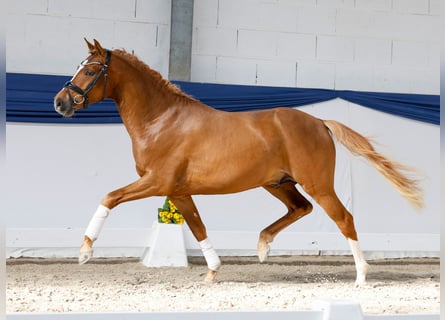 Niemiecki kuc wierzchowy, Ogier, 3 lat, 148 cm, Bułana