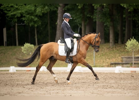 Niemiecki kuc wierzchowy, Ogier, 3 lat, 148 cm, Gniada