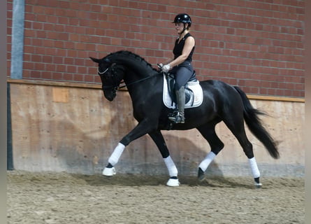 Niemiecki kuc wierzchowy Mix, Ogier, 3 lat, 154 cm, Ciemnogniada