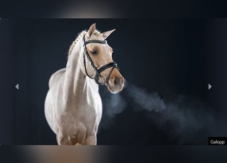 Niemiecki kuc wierzchowy, Ogier, 3 lat, Izabelowata