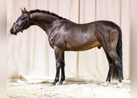 Niemiecki kuc wierzchowy, Ogier, 5 lat, 144 cm, Ciemnogniada