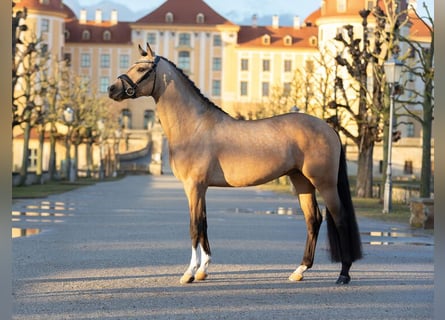 Niemiecki kuc wierzchowy, Ogier, 4 lat, 146 cm, Jelenia