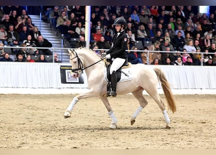 Niemiecki kuc wierzchowy, Ogier, 9 lat, 144 cm, Perlino